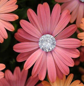 Meet your Posher, Beatriz